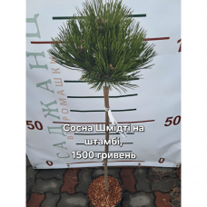 Сосна білокора «Шмідті» на штамбі 