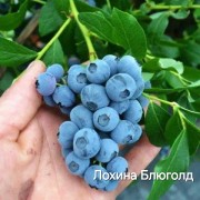 Лохина "Блюголд"