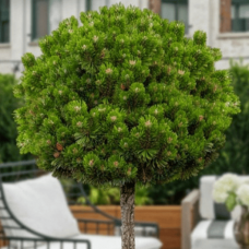 Сосна гірська Pinus mugo 'Sherwood Compact' на штамбі