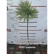 Сосна корейська 'Тонга' (Pinus koraiensis 'Tonghua') на штамбі