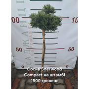 Сосна гірська Pinus mugo 'Sherwood Compact' на штамбі