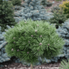 Сочна чорна Агнес Брегон Pinus nigra «Agnes Bregeon»