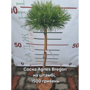 Сочна чорна Агнес Брегон Pinus nigra «Agnes Bregeon»