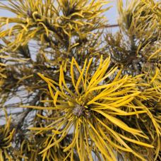 Сосна гірська Pinus mugo 'Goldcoin Weiss' на штамбі