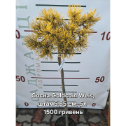 Сосна гірська Pinus mugo 'Goldcoin Weiss' на штамбі
