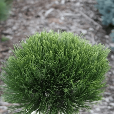 Сосна чорна Себененсіс Нана (Pinus nigra 'Cebennensis Nana') на штамбі