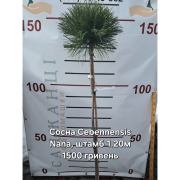 Сосна чорна Себененсіс Нана (Pinus nigra 'Cebennensis Nana') на штамбі