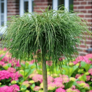 Туя складчаста Віпкорд на штамбі (Thuja plicata Whipcord)