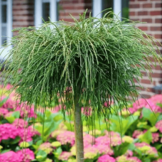 Туя складчаста Віпкорд на штамбі (Thuja plicata Whipcord)