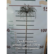 Туя складчаста Віпкорд на штамбі (Thuja plicata Whipcord)