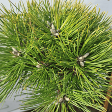 Pinus nigra 'Ola' (Сосна чорна «Ола») на штамбі