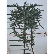 Ялівець Sibrica на штамбі