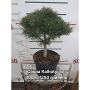 Сосна гачкувата 'Kalhoty' (Pinus uncinata 'Kalhoty')