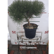  Сосна чорна 'Hornibrookiana'