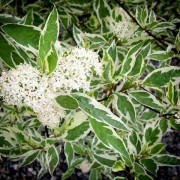 Дерен Елегантіссіма (Cornus alba 'Elegantissima')