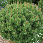 Сосна гачкувата 'Kalhoty' (Pinus uncinata 'Kalhoty')