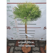 Pinus nigra 'Ola' (Сосна чорна «Ола») на штамбі