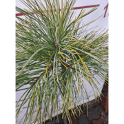 Сосна корейська 'Тонга' (Pinus koraiensis 'Tonghua') на штамбі