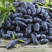 Жимолость Хоней бі