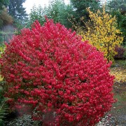 Бересклет крилатий 'Fire Ball' (Euonymus alatus 'Fire Ball') 