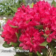 Азалія Babuschka 