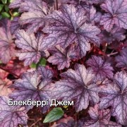 Гейхера 'Blackberry Jam'