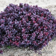 Барбарис Конкорд