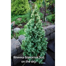 Ялина канадська Сан он зе Скай (Picea Sun on the Sky)