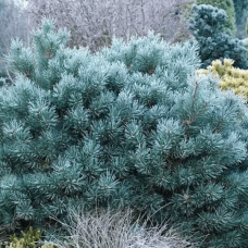 Сосна Pinus sylvestris 'Chantry Blue' 