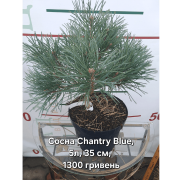 Сосна Pinus sylvestris 'Chantry Blue' 