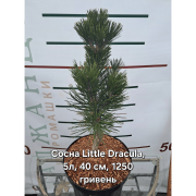 Сосна білокора 'Little Dracula'