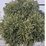 Pinus uncinata 'Kalhoty' (Сосна гачкувата 'Kalhoty')
