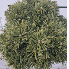 Pinus uncinata 'Kalhoty' (Сосна гачкувата 'Kalhoty')