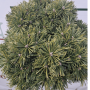 Pinus uncinata 'Kalhoty' (Сосна гачкувата 'Kalhoty')