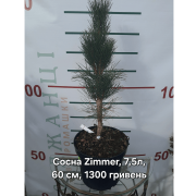 Сосна чорна «Зіммер»  