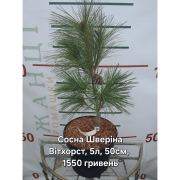 Сосна Шверіна 'Вітхорст'