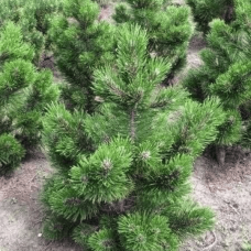 Сосна білокора 'Little Dracula'