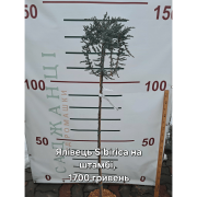 Ялівець Sibrica на штамбі