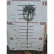 Ялівець Sibrica на штамбі