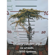 Ялівець звичайний Lemon Carpet (Лемон Карпет) на штамбі