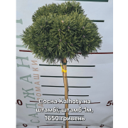 Pinus uncinata 'Kalhoty' (Сосна гачкувата 'Kalhoty')