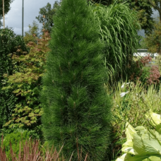 Сосна чорна «Зіммер»  