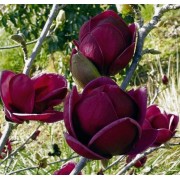 Магнолія Black Tulip