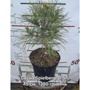  Сосна Pinus nigra 'Spielberg