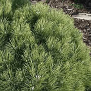 Pinus nigra 'Cebennensis Nana' (Сосна чорна 'Себененсіс Нана') 