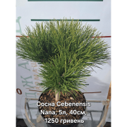 Pinus nigra 'Cebennensis Nana' (Сосна чорна 'Себененсіс Нана') 