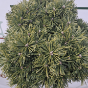 Сосна гачкувата 'Kalhoty'