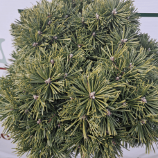 Сосна гачкувата 'Kalhoty'