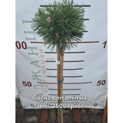 Сосна гірська Benjamin (Бенжамін) на штамбі