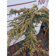 Ялівець звичайний Lemon Carpet (Лемон Карпет) на штамбі